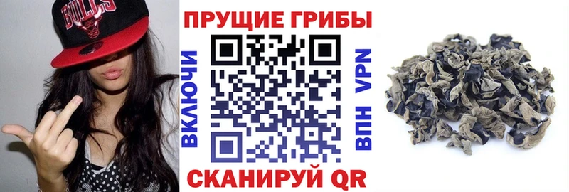 наркотики  Избербаш  Галлюциногенные грибы Cubensis 